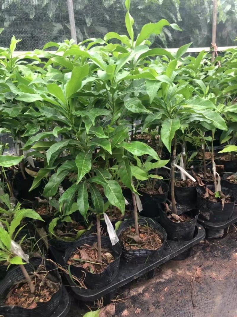 冬蜜黄晶果苗基地批发黄金果树苗盆栽庭院种植包邮