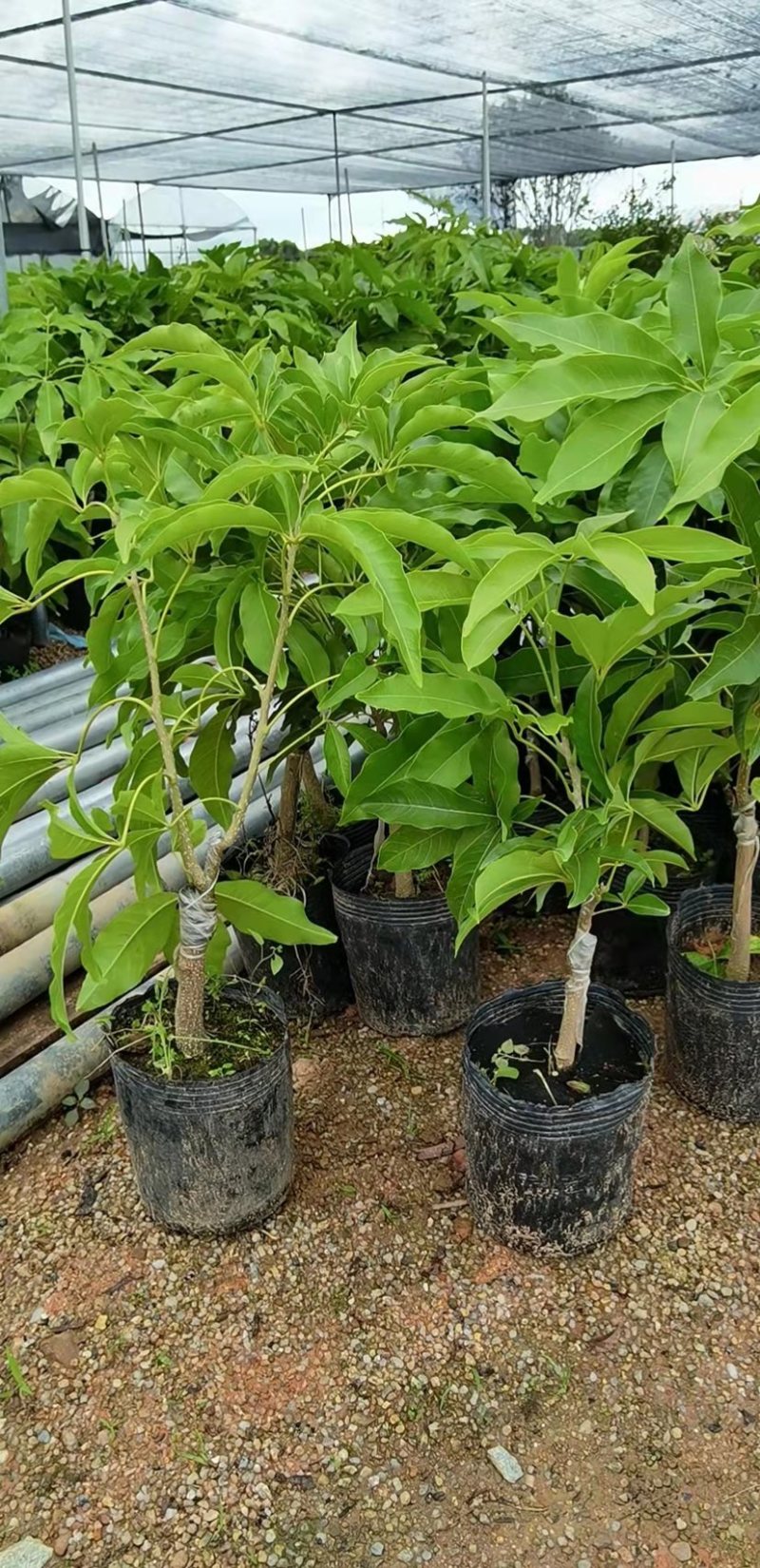 冬蜜黄晶果苗基地批发黄金果树苗盆栽庭院种植包邮