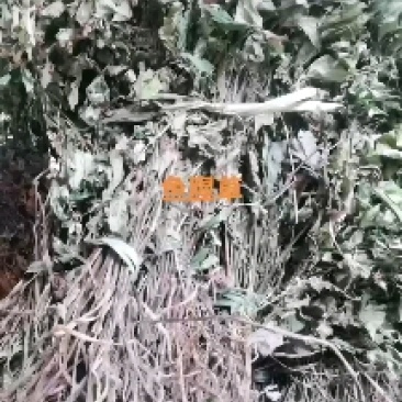 鱼腥草