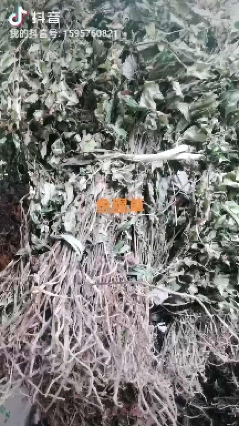 鱼腥草