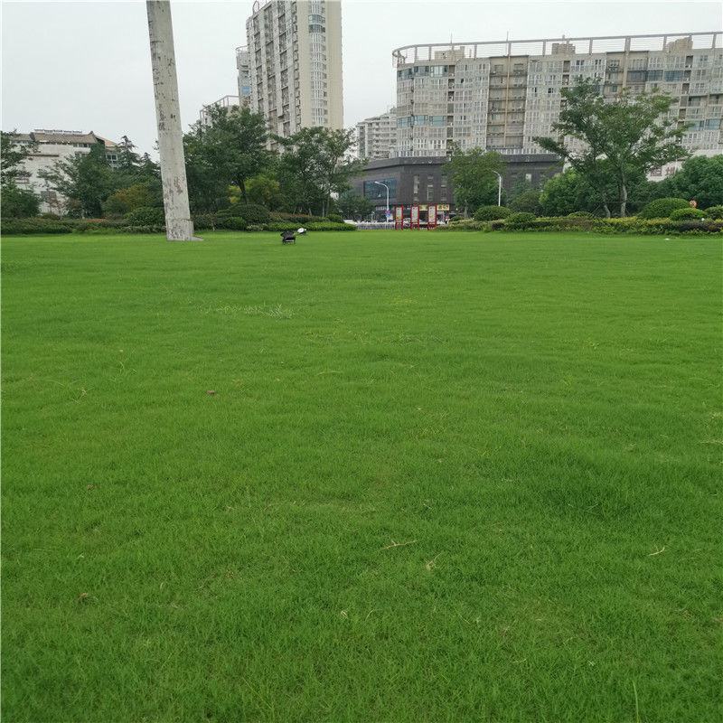 四季青果岭草耐寒耐旱高羊茅草坪种子护坡耐践踏草坪草籽