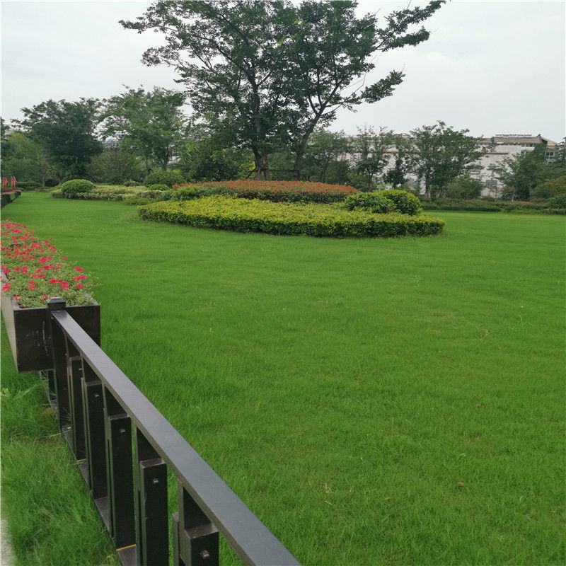 四季青果岭草耐寒耐旱高羊茅草坪种子护坡耐践踏草坪草籽