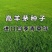 四季青果岭草耐寒耐旱高羊茅草坪种子护坡耐践踏草坪草籽
