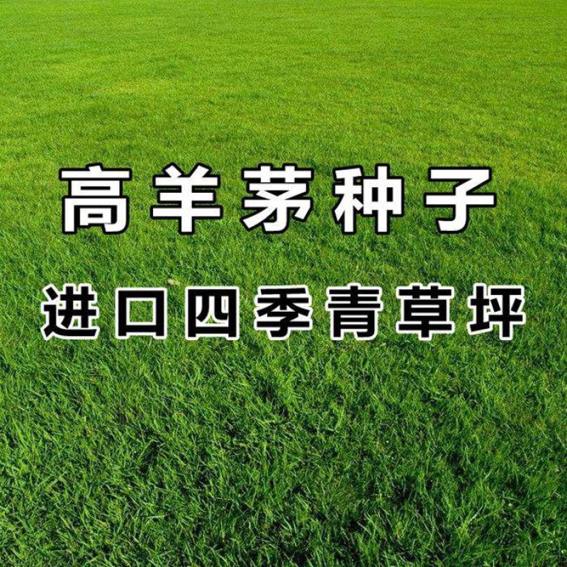 四季青果岭草耐寒耐旱高羊茅草坪种子护坡耐践踏草坪草籽