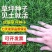 四季青果岭草耐寒耐旱高羊茅草坪种子护坡耐践踏草坪草籽