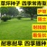 四季青果岭草耐寒耐旱高羊茅草坪种子护坡耐践踏草坪草籽