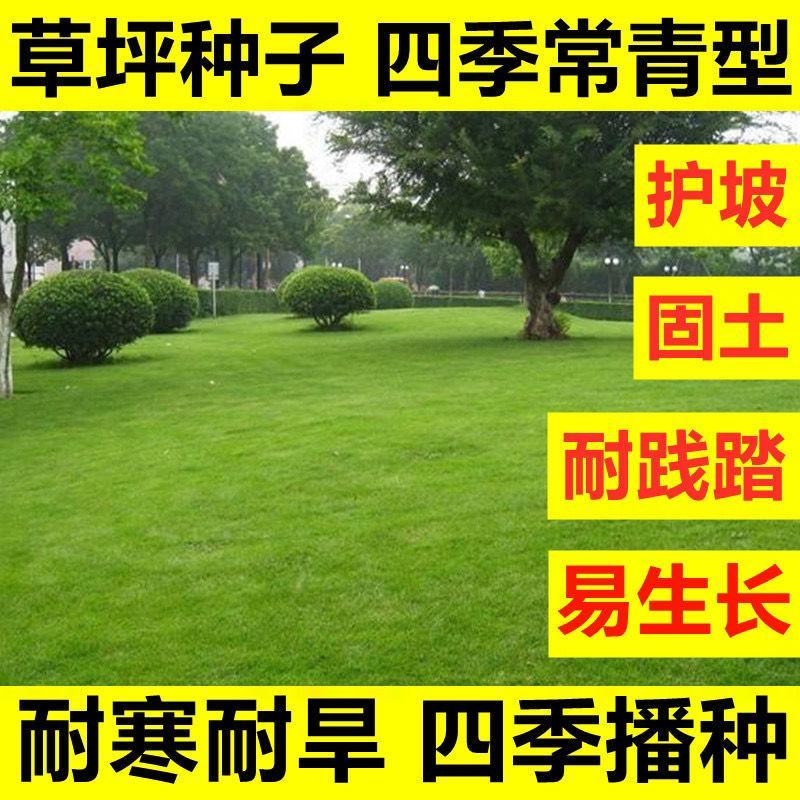 四季青果岭草耐寒耐旱高羊茅草坪种子护坡耐践踏草坪草籽