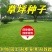 四季青果岭草耐寒耐旱高羊茅草坪种子护坡耐践踏草坪草籽