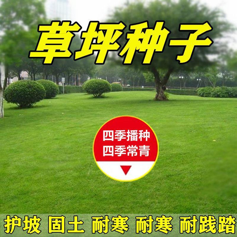 四季青果岭草耐寒耐旱高羊茅草坪种子护坡耐践踏草坪草籽