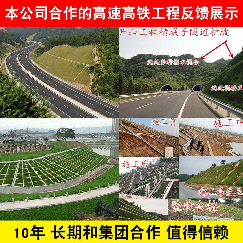 四季青果岭草耐寒耐旱高羊茅草坪种子护坡耐践踏草坪草籽