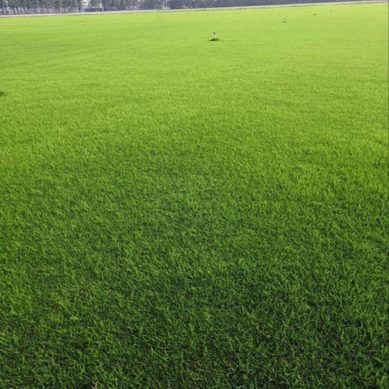 四季青果岭草耐寒耐旱高羊茅草坪种子护坡耐践踏草坪草籽