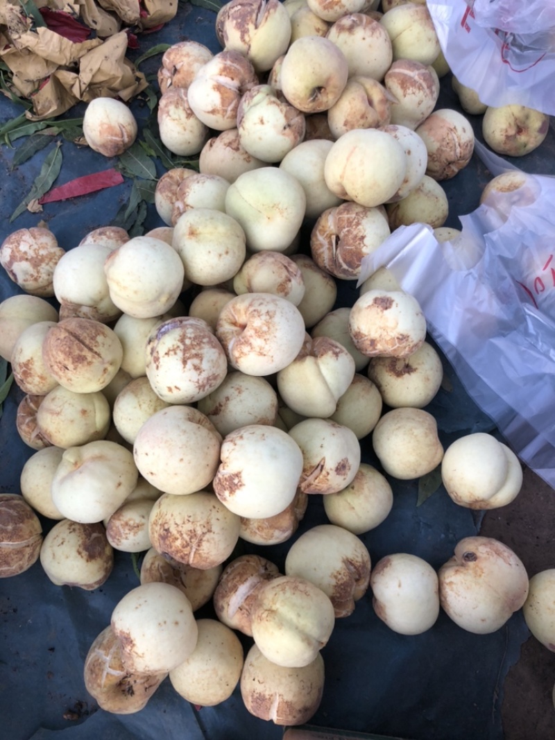原阳县冬桃