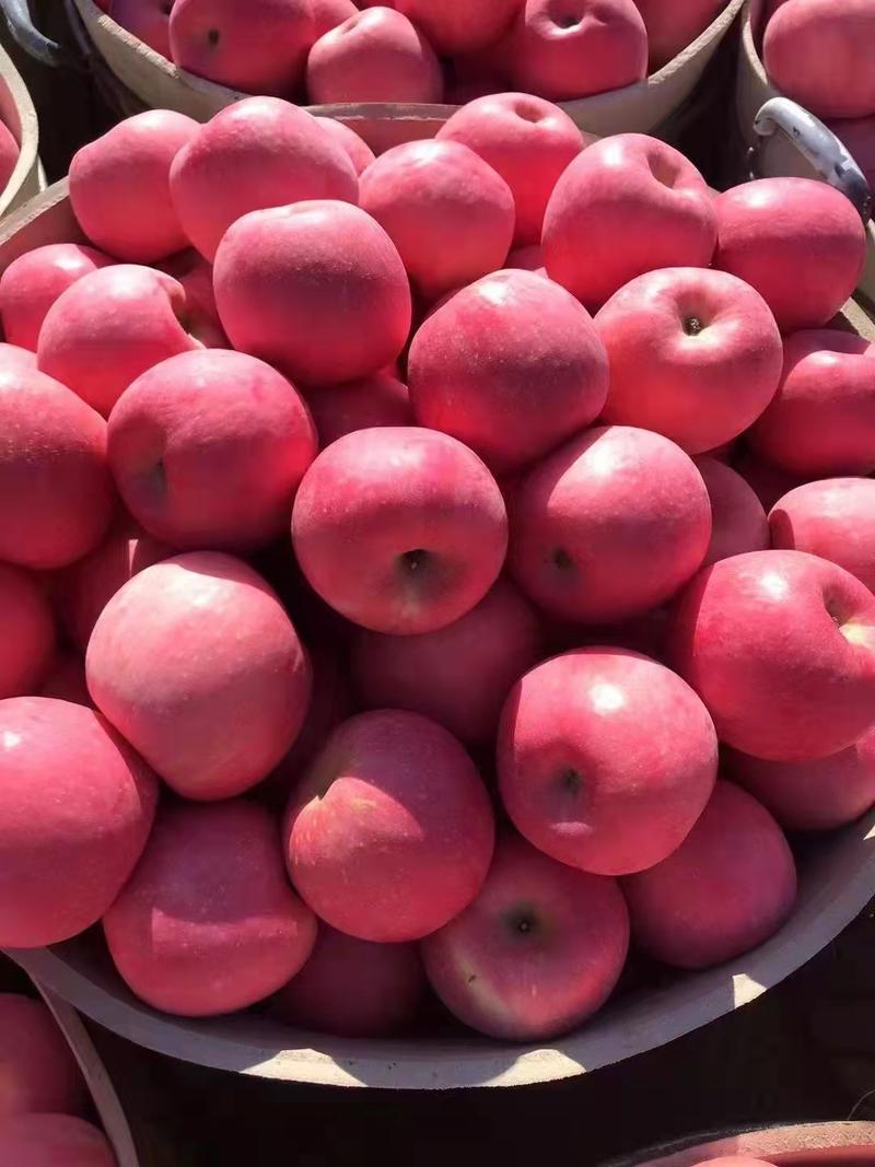 红富士苹果大量供应，山东优质苹果批发，可视频看货