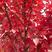 红枫美国红枫量大从优基地直供对接全国