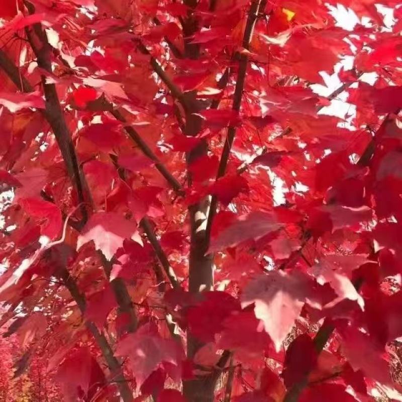 红枫美国红枫苗圃直发全国发货品质保证欢迎咨询