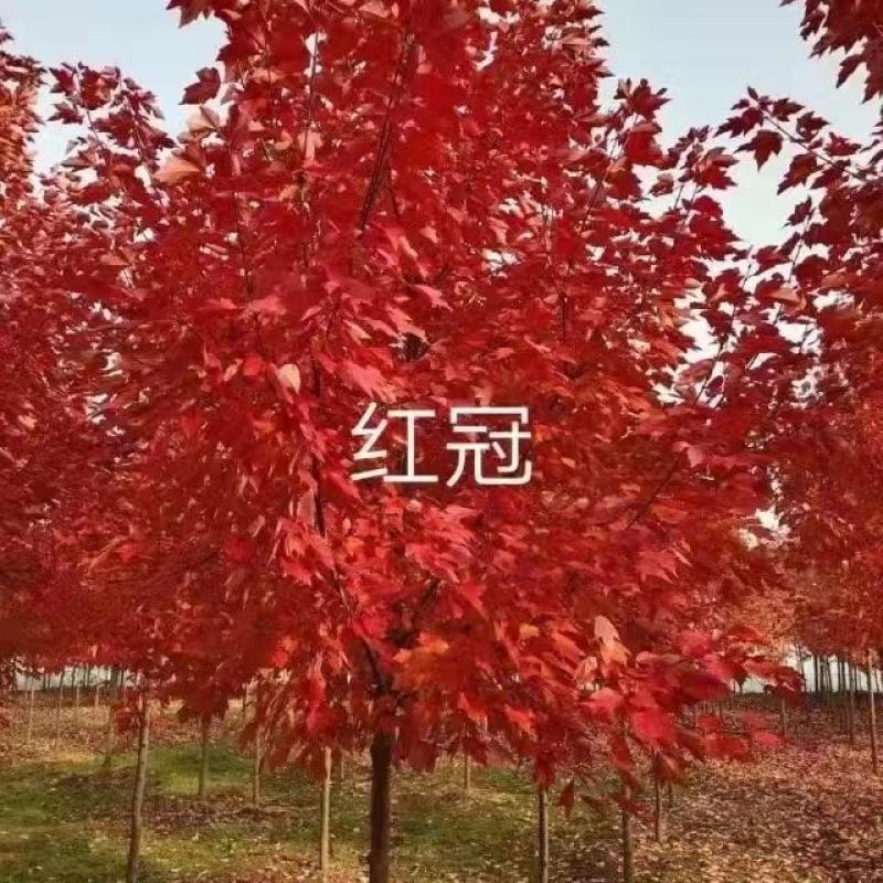 红枫美国红枫苗圃直发全国发货品质保证欢迎咨询
