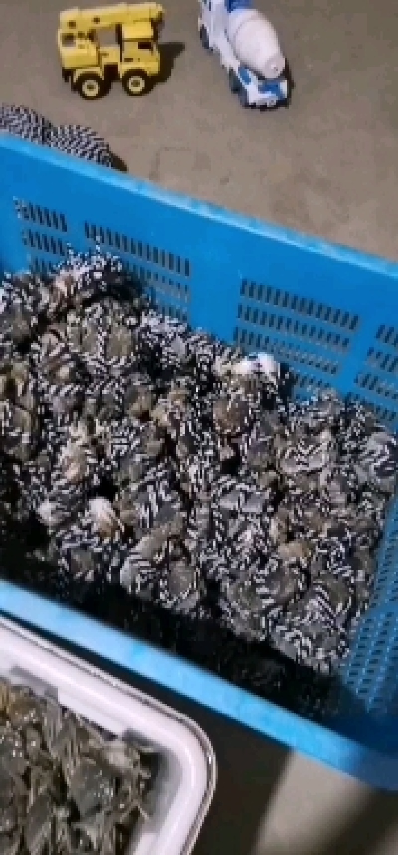 南京高淳固城湖大闸蟹，红膏蟹。无膏无黄包赔商超酒店专用。