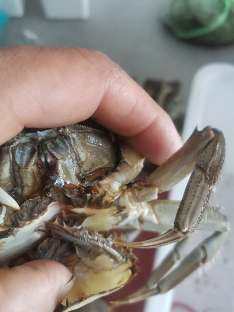 南京高淳固城湖大闸蟹，红膏蟹。无膏无黄包赔商超酒店专用。