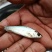 四川叉尾鮰鱼苗，适应能力强，科学养殖，无后顾之忧！！