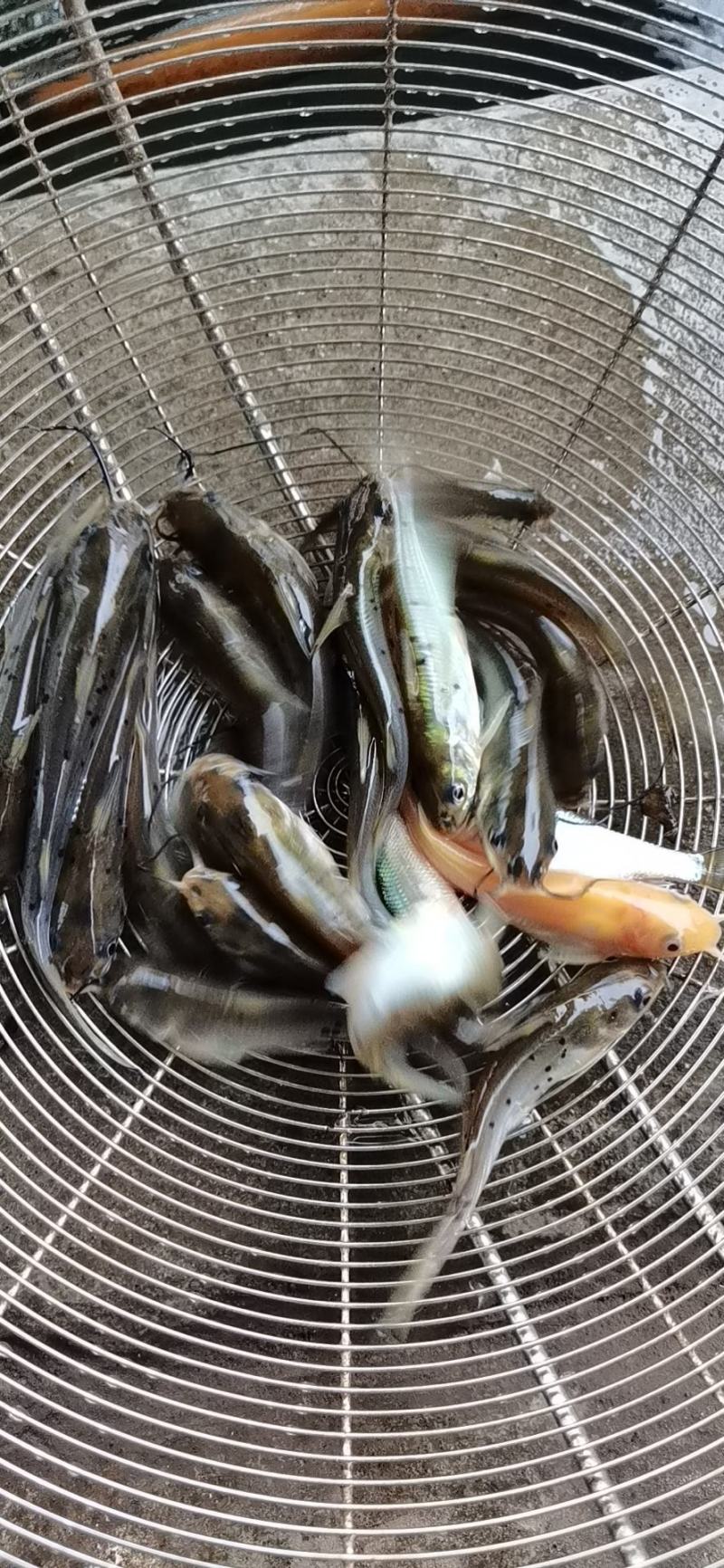 四川叉尾鮰鱼苗，适应能力强，科学养殖，无后顾之忧！！