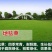 地毯草种子狗牙根马尼拉草坪种子四季常青护坡草种籽草种子
