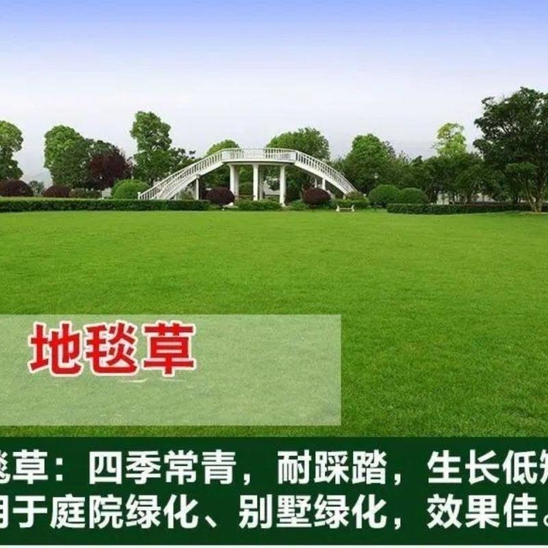 地毯草种子狗牙根马尼拉草坪种子四季常青护坡草种籽草种子