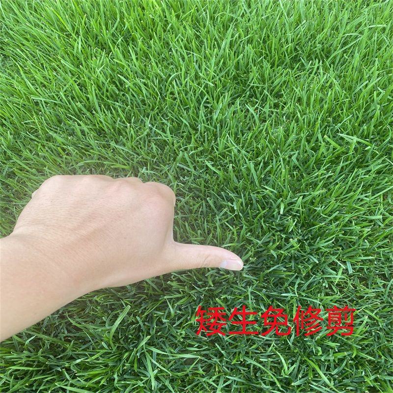 地毯草种子狗牙根马尼拉草坪种子四季常青护坡草种籽草种子