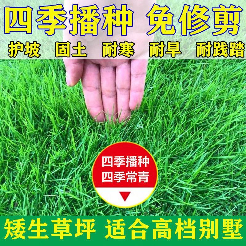 地毯草种子狗牙根马尼拉草坪种子四季常青护坡草种籽草种子