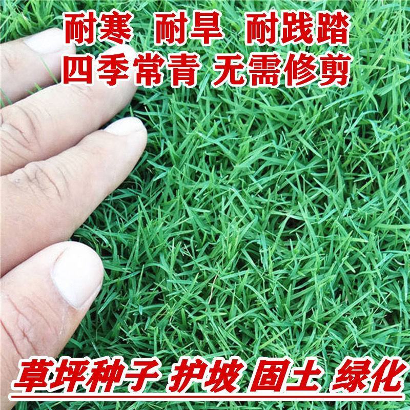 地毯草种子狗牙根马尼拉草坪种子四季常青护坡草种籽草种子