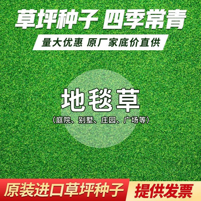 地毯草种子狗牙根马尼拉草坪种子四季常青护坡草种籽草种子