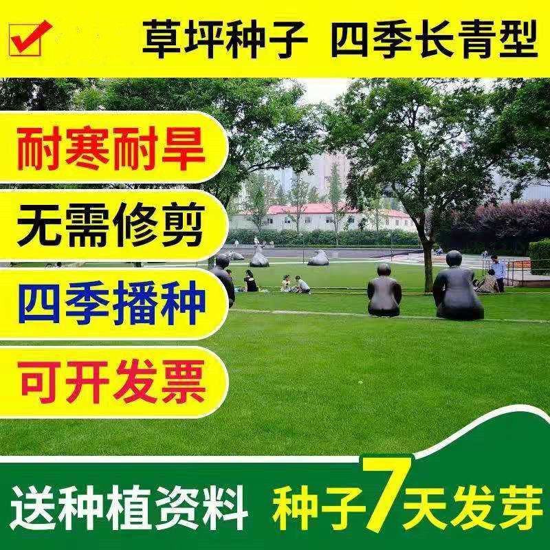 地毯草种子狗牙根马尼拉草坪种子四季常青护坡草种籽草种子