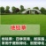 地毯草种子狗牙根马尼拉草坪种子四季常青护坡草种籽草种子