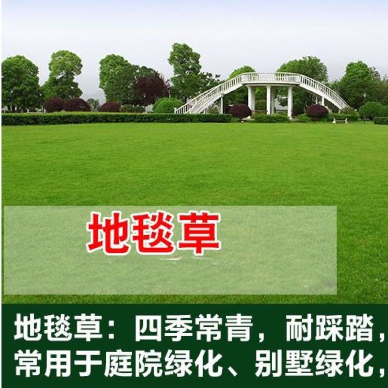 地毯草种子狗牙根马尼拉草坪种子四季常青护坡草种籽草种子