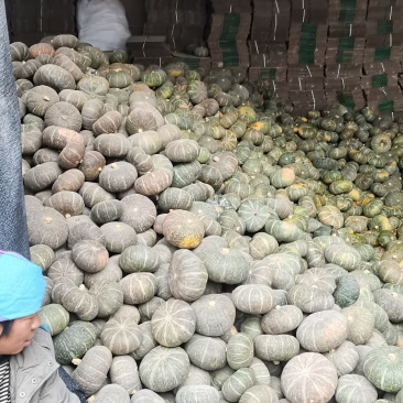 甘肃民勤沙漠种植板栗南瓜.软糯香甜皮薄肉厚，水分少