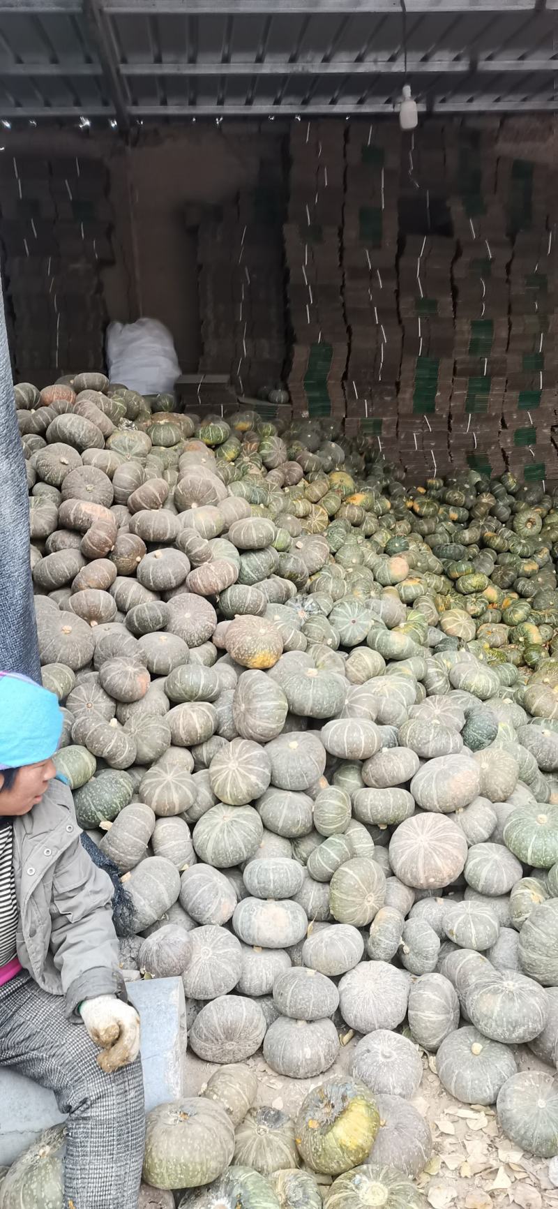 甘肃民勤沙漠种植板栗南瓜.软糯香甜皮薄肉厚，水分少