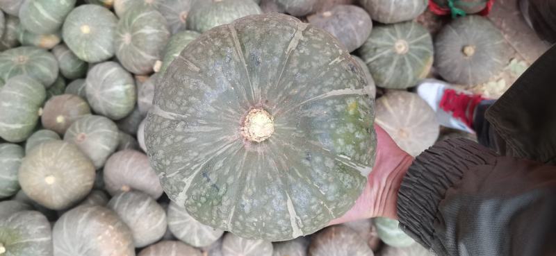 甘肃民勤沙漠种植板栗南瓜.软糯香甜皮薄肉厚，水分少