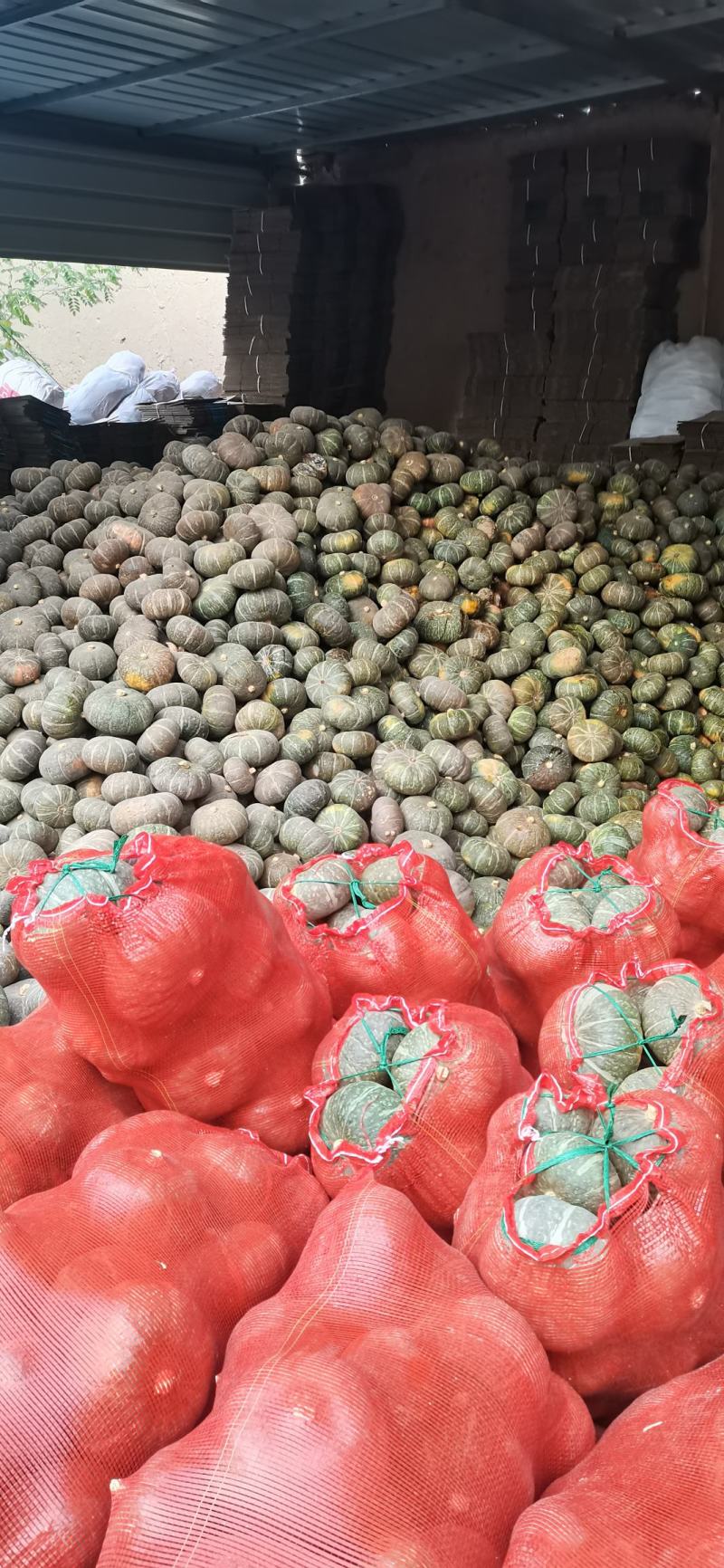 甘肃民勤沙漠种植板栗南瓜.软糯香甜皮薄肉厚，水分少