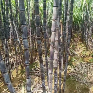湖北枣阳海南种黑皮甘蔗大量上市了产地直发保证质量