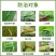 中保锋利12%甲维虫螨睛葱管虫钻心虫豆荚螟玉米虫杀虫剂