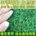 匍匐型剪股颖种子草坪草种子高尔夫球场高档别墅庭院绿化草籽
