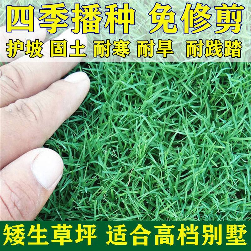 匍匐型剪股颖种子草坪草种子高尔夫球场高档别墅庭院绿化草籽