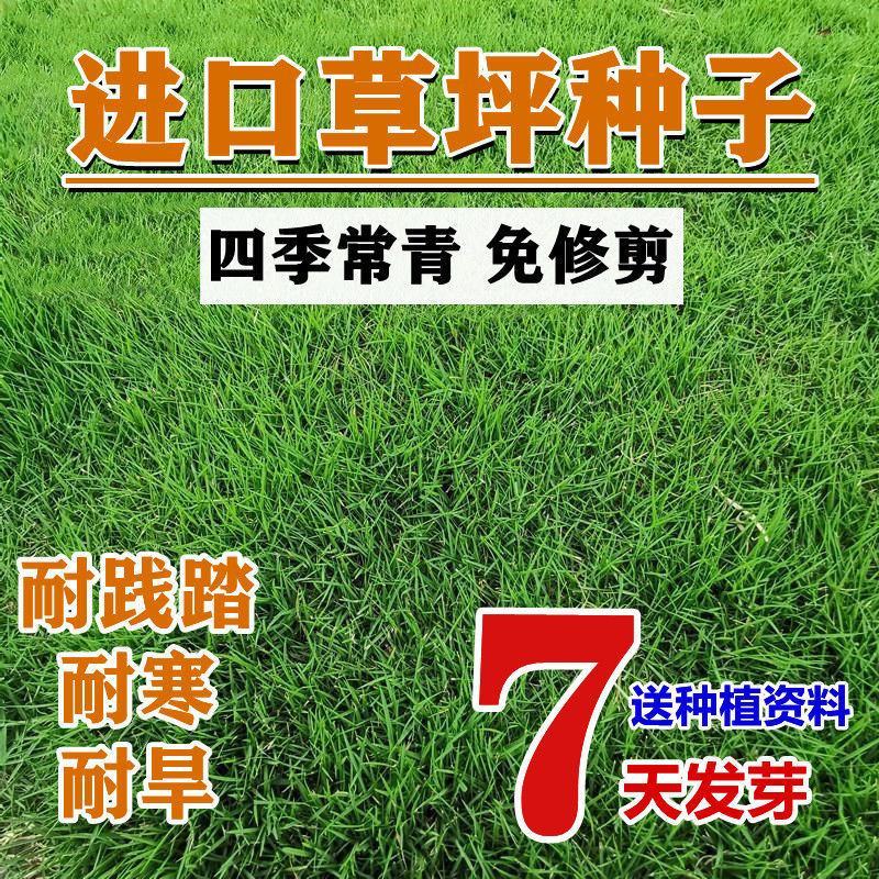 匍匐型剪股颖种子草坪草种子高尔夫球场高档别墅庭院绿化草籽