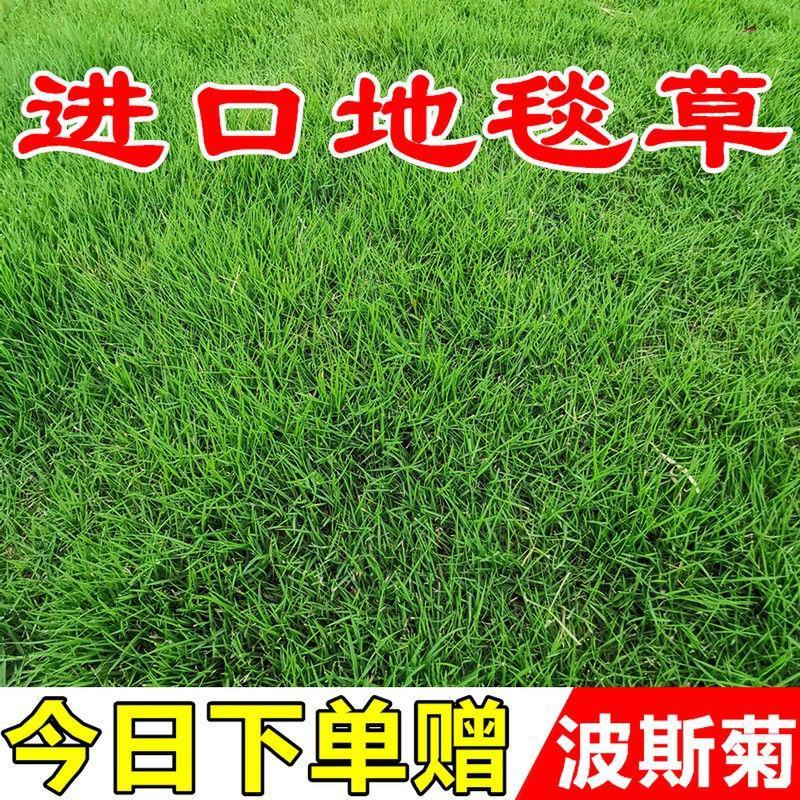 匍匐型剪股颖种子草坪草种子高尔夫球场高档别墅庭院绿化草籽