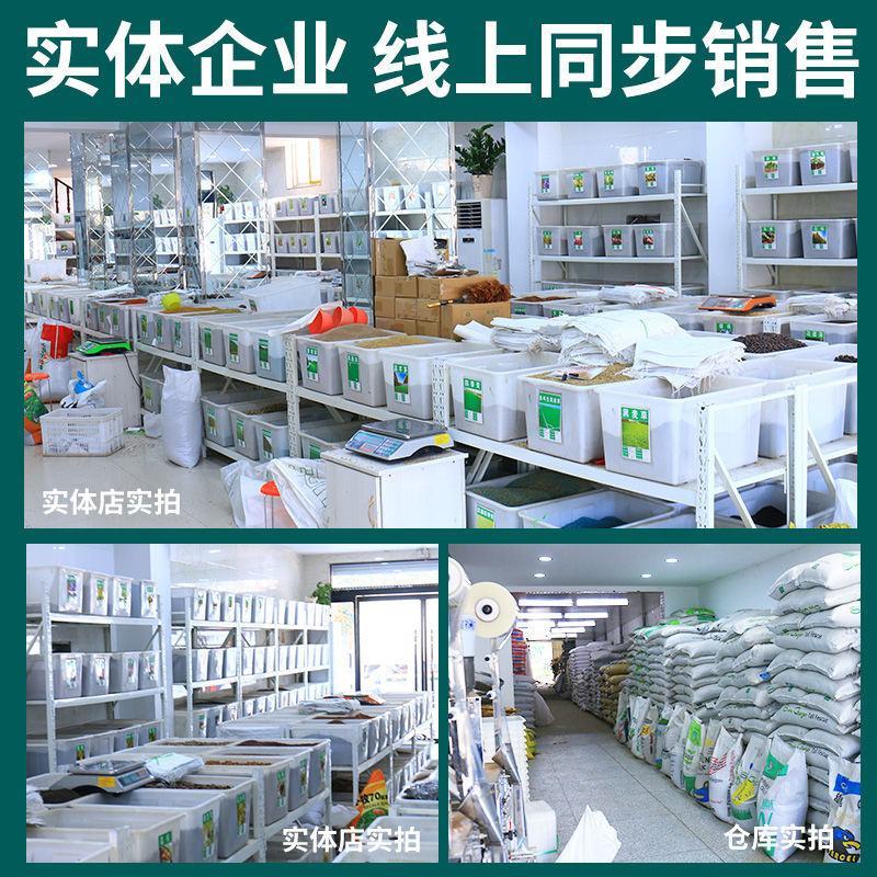 匍匐型剪股颖种子草坪草种子高尔夫球场高档别墅庭院绿化草籽