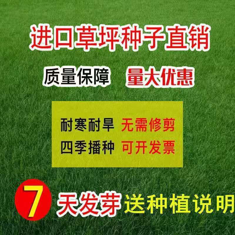 匍匐型剪股颖种子草坪草种子高尔夫球场高档别墅庭院绿化草籽