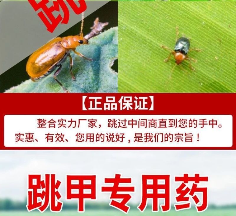 众联益农破甲蔬菜叶菜小白菜黄条跳甲专用农药杀虫剂啶虫脒