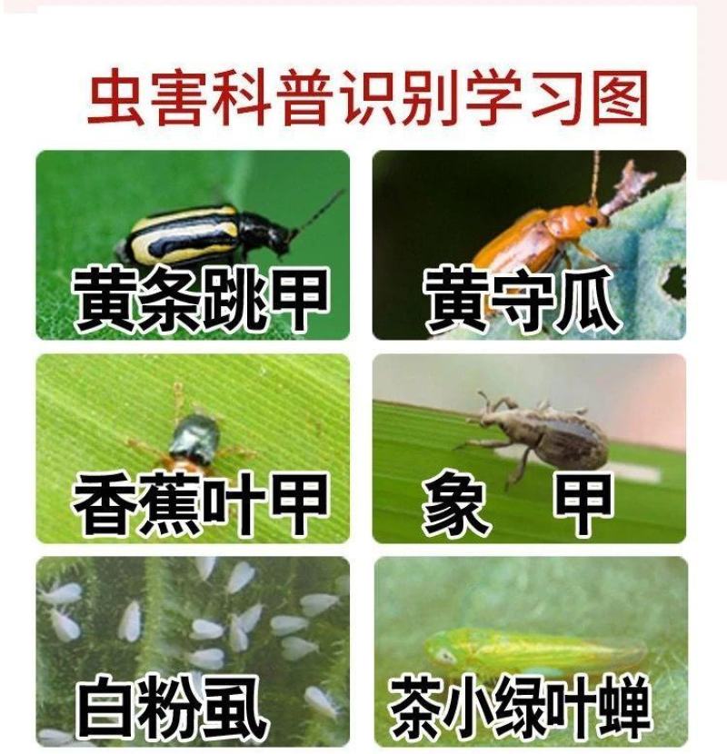 众联益农破甲蔬菜叶菜小白菜黄条跳甲专用农药杀虫剂啶虫脒