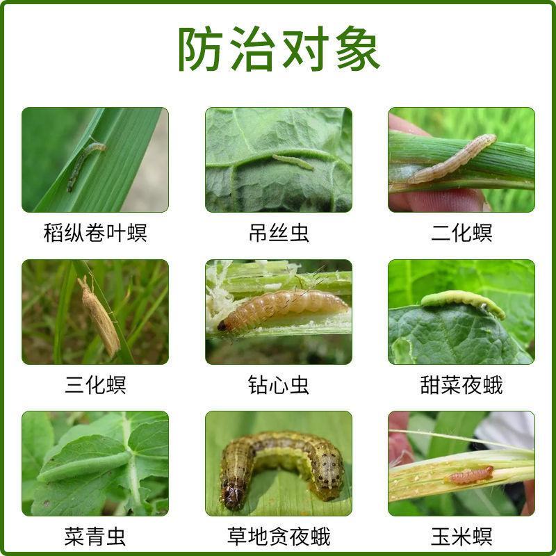 背手笑一月无虫苏云金杆菌生物杀虫剂苏云金杆茵持效久Bt
