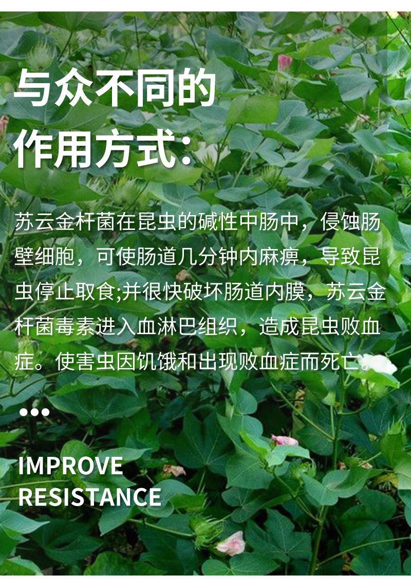 背手笑一月无虫苏云金杆菌生物杀虫剂苏云金杆茵持效久Bt