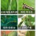 背手笑一月无虫苏云金杆菌生物杀虫剂苏云金杆茵持效久Bt